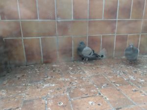 pigeon-6weeksold